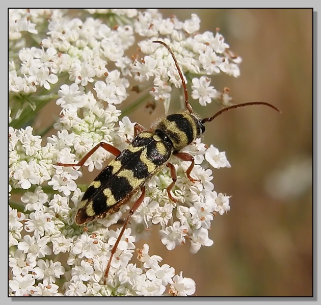 Cerambycidae - Plagionotus floralis